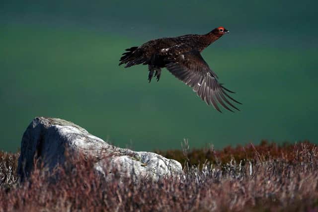 A grouse takes flight during a shooting party on the moor near Grinton in North Yorkshire