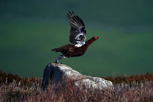 A grouse takes flight during a shooting party on the moor near Grinton, North Yorkshire, as the Glorious 12th, the official start of the grouse shooting season, gets underway. Picture: Owen Humphreys/PA Wire