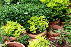 Now is a good time to trim back herbs to encourage a new growth.