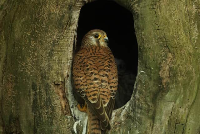 The female kestrel fought hard to protect her chicks