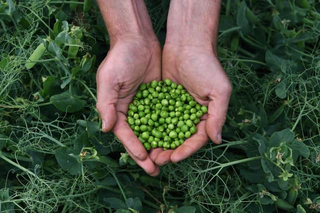 They aim for the peas to be as "sweet as the moment when the pod went 'pop'"