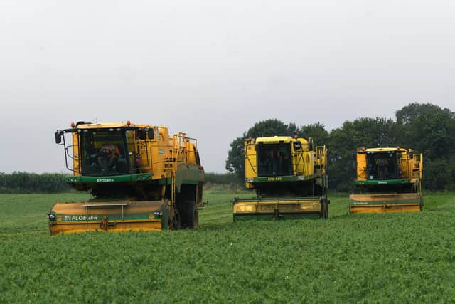 Three viners harvesting in Fitling, near Hull
