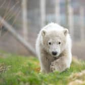 Hamish, the first polar bear cub born in the UK for 25 years