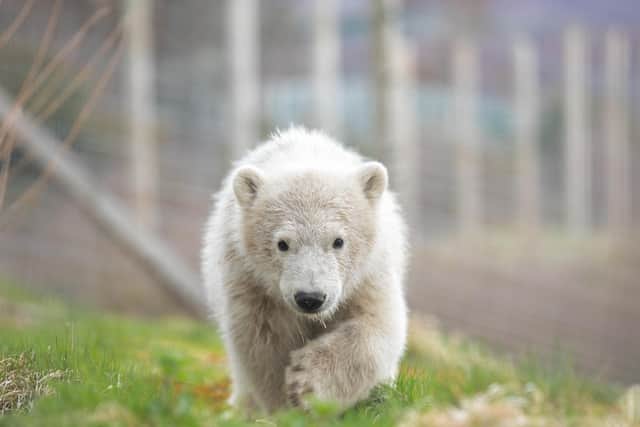 Hamish, the first polar bear cub born in the UK for 25 years