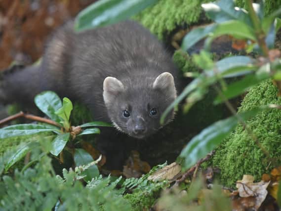 European pine martens are classed as ‘critically endangered’ on the Red List for England’s mammals