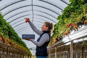 Annabel Makin-Jones picks out a strawberry at the farm in Leeds.