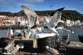 Scavenging seagulls remain a regular menace in Scarborough.