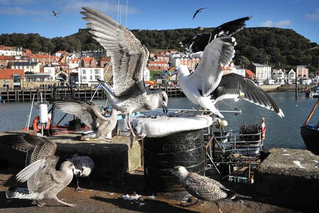 Scavenging seagulls remain a regular menace in Scarborough.