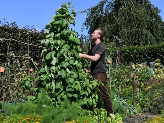 Ben Preston head gardener at York Gate garden at Adel in Leeds tending some runner beans in the vegetable garden. Image: Gary Longbottom