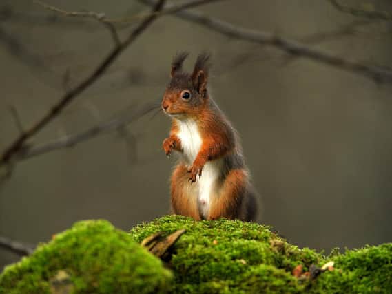 A red squirrel at the Snaizeholme refuge area near Hawes