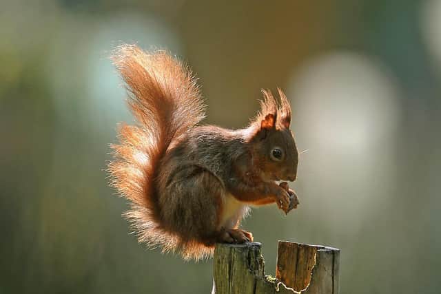 Red squirrels survive only in managed refuge areas where grey squirrel numbers are controlled