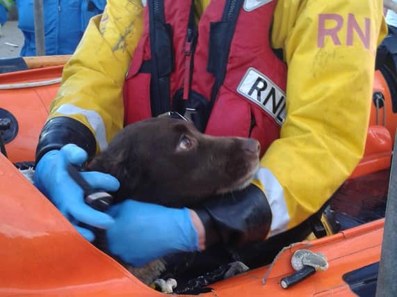Sammy in the care of the RNLI crew