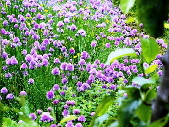 It is a good time to divide established clumps of chives.