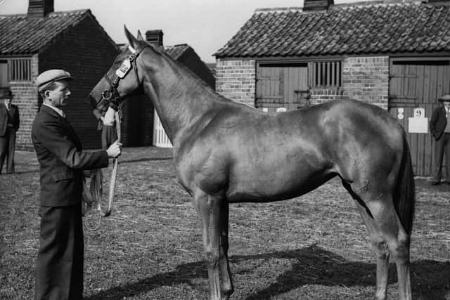 12th September 1957:  Race horse Ballymoss, who won the St Leger at Doncaster.  (Photo by Central Press/Getty Images)