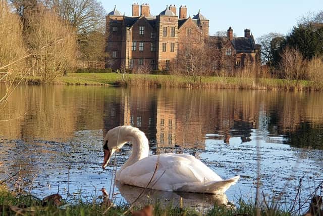 A swan pictured on the lake at the 400 year old Kiplin Hall and Gardens in North Yorkshire.