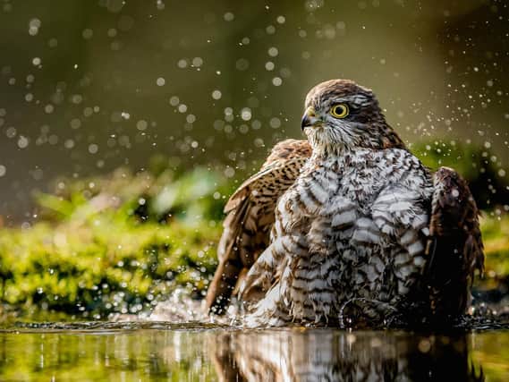 Picture of a sparrowhark bathing in a forest. Credit: Sean Weekly / SWNS.com