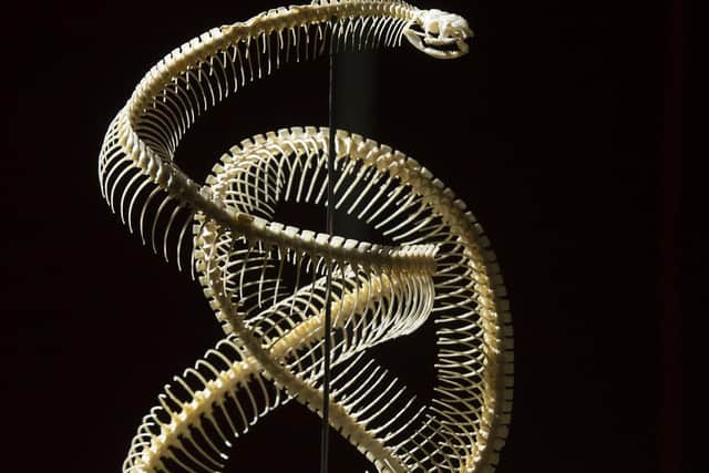 The skeleton of a black rat snake in the collection. (Tony Johnson).