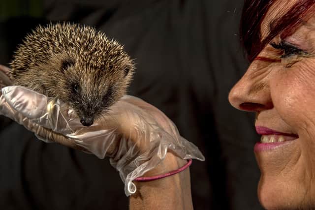 Heather Hawker with a hoglet at Bingley's Hedgehog Emergency Rescue.