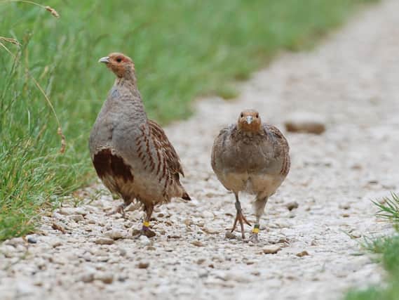The new publication outlines the scientific findings by the PARTRIDGE project