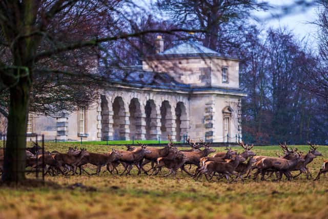 The National Trust's Studley Royal Park including the ruins of Fountains Abbey a designated World Heritage Site, near Ripon in North Yorkshire. The Studley Royal Park has an area of 323 hectares and is home to three different types of deer Red, Fallow, and Manchurian Sika.
 Picture: James Hardisty