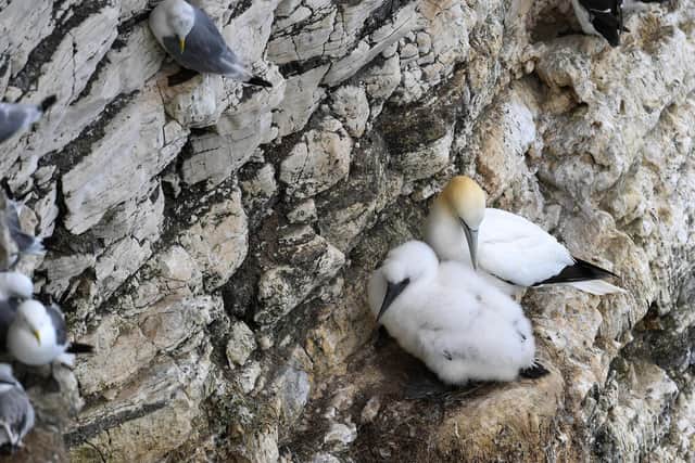 Operation Seabird is designed to protect nesting seabirds
