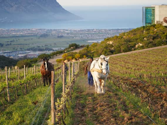 Waterkloof is an organic estate in South Africa.