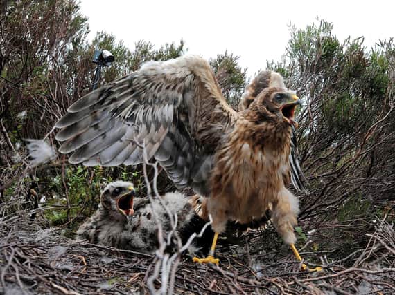 60 hen harrier chicks have fledged from 19 nests, conservationists have said.