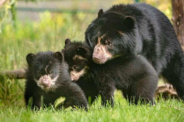 new bear cubs at Chester Zoo, another venue on Jayne Dowle's staycation road trip.