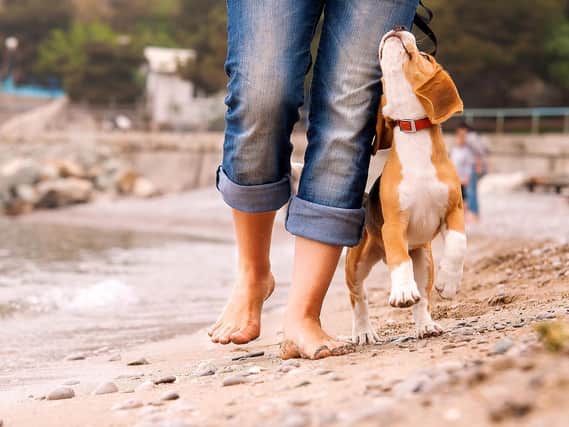 Three beaches in Yorkshire have been named as the top places to take your dog this summer