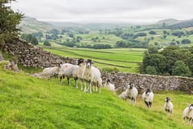 Labour needs to fix its 'rural problem' according to the Countryside Alliance