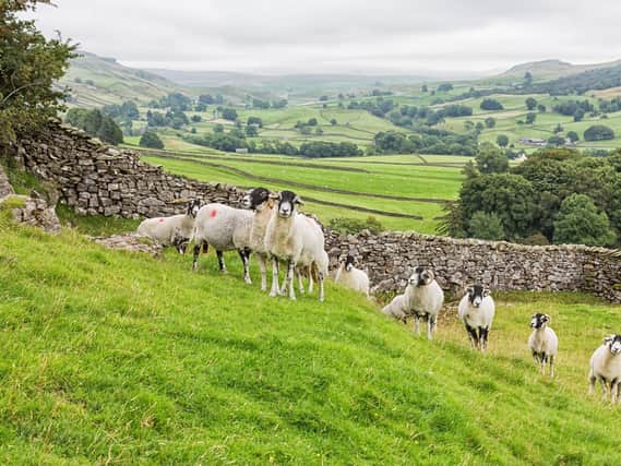 Labour needs to fix its 'rural problem' according to the Countryside Alliance