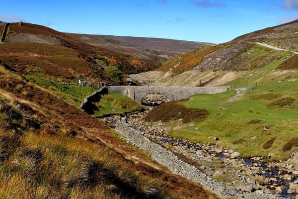 Could wolves, elk, lynx and wildcats roam the Yorkshire Dales again in future?
