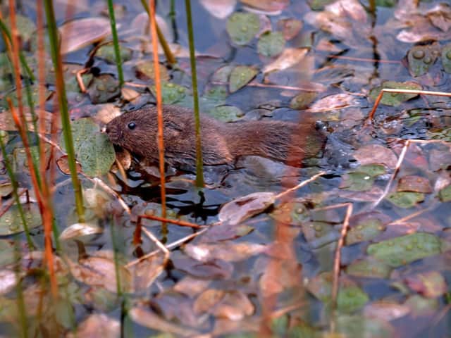 The water vole was immortalised by Ratty in Wind in the Willows.