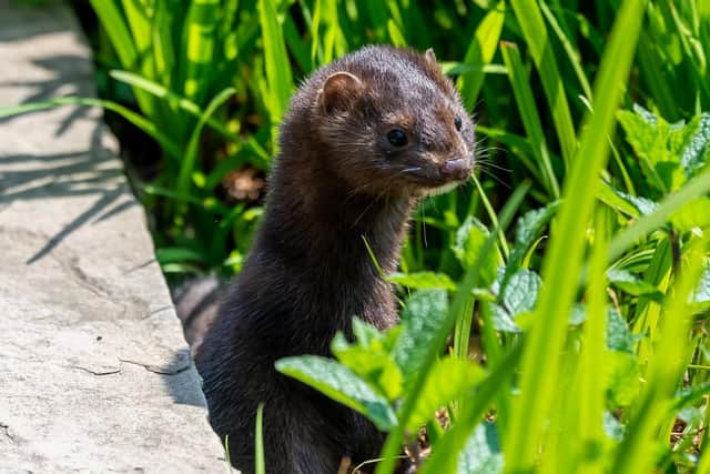 The mink was introduced into the UK through fur farms in the 50s and 60s