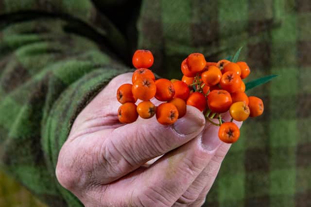 Rowan berries are among the edible foods that grow in the wild. (James Hardisty).