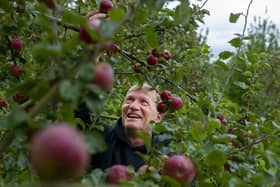 Cider producer Rob North in the apple orchard at Pure North Cider, in Netherthong, Holmfirth