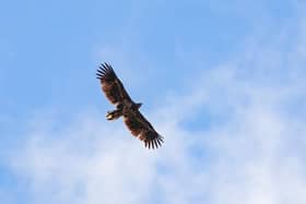Bob Howe captured this image of one of the sea eagles in the North York Moors in July