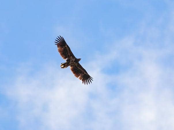 Bob Howe captured this image of one of the sea eagles in the North York Moors in July