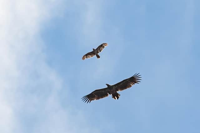 Another shot by Bob Howe shows the size of the eagle compared to a buzzard