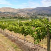 Try a high-impact Pinot Noir from Otago.