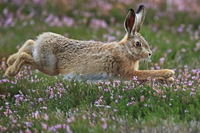 Hare coursing was banned under the Hunting Act 2004