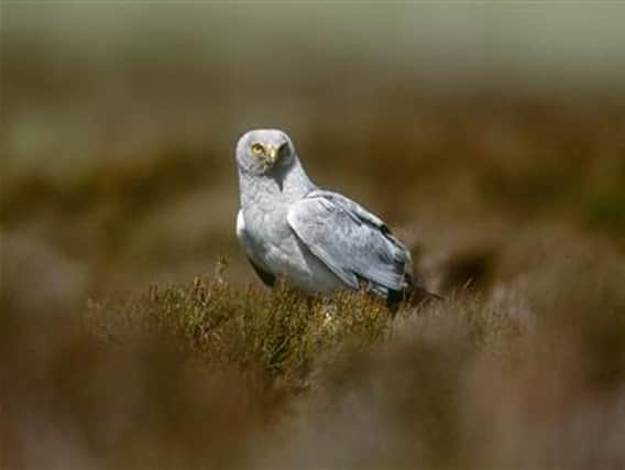 A male hen harrier (photo: Andy Hay, RSPB Images)