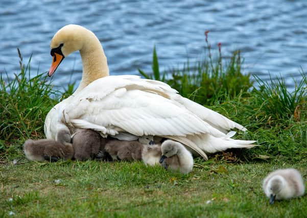 These cygnets were born by a Leeds park during the lockdown. Photo: Bruce Rollinson.