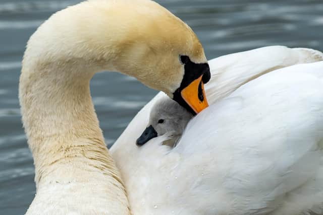Photographer Bruce Rollinson's picture of a swan in a Leeds park with her newly-born cygnet.
