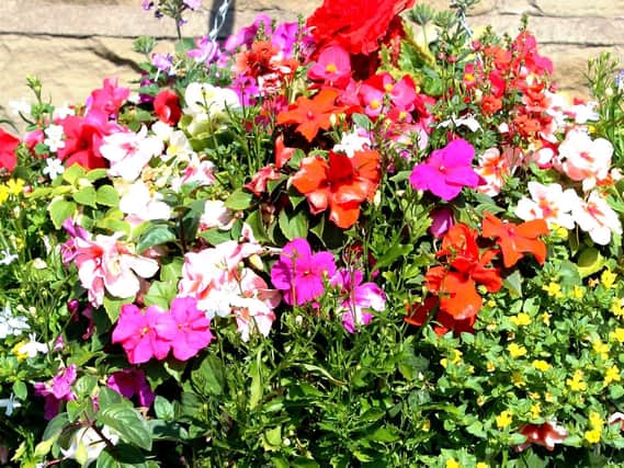 Keep feeding and deadhead hanging-basket (pictured) and container plants.