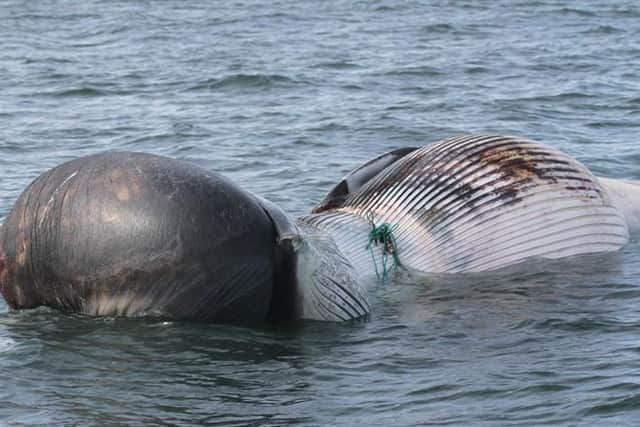 In total three dead whales were seen drifting off Whitby this week