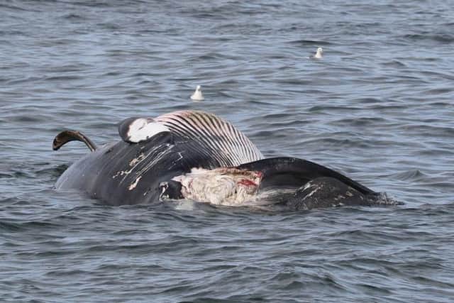 A second whale carcass that is beginning to decompose