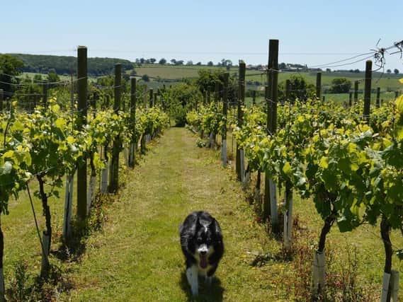 Stanley, the dog in charge at Ryedale Vineyards, checks the crop.