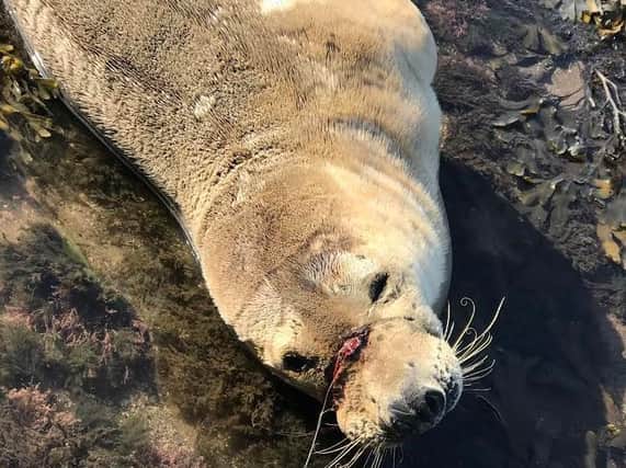 Fishing twine can clearly be seen around the seal's muzzle