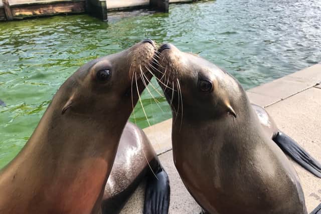 Sea lions Lara and Bailey. Credit: Alex Pinnell.